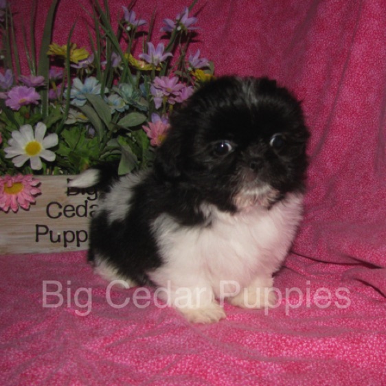 Madison's #5  Female 
Sold to Courtney & Jack
