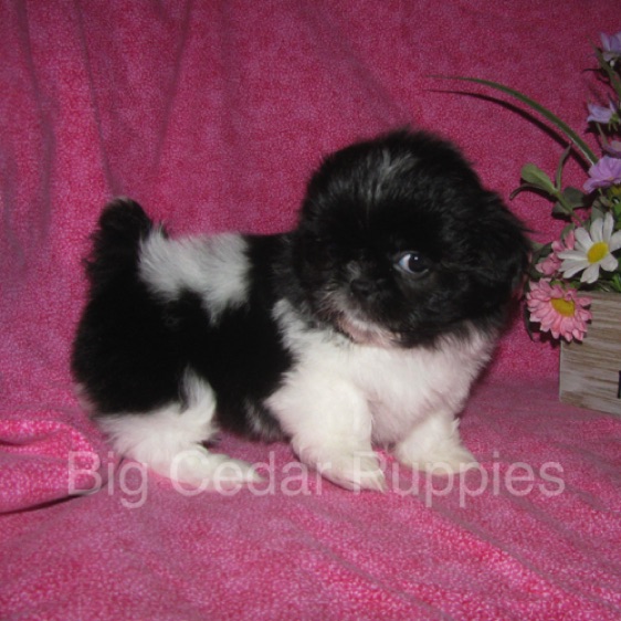 Madison's #5  Female 
Sold to Courtney & Jack