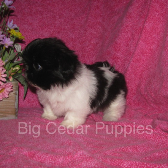 Madison's #5  Female 
Sold to Courtney & Jack