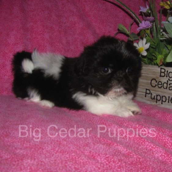 Madison's #5  Female 
Sold to Courtney & Jack