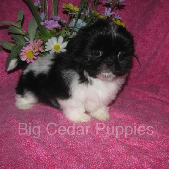 Madison's #5  Female 
Sold to Courtney & Jack