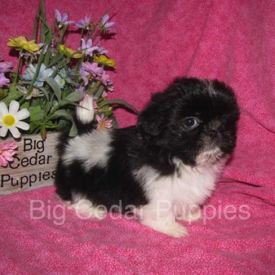 Madison's #5  Female 
Sold to Courtney & Jack