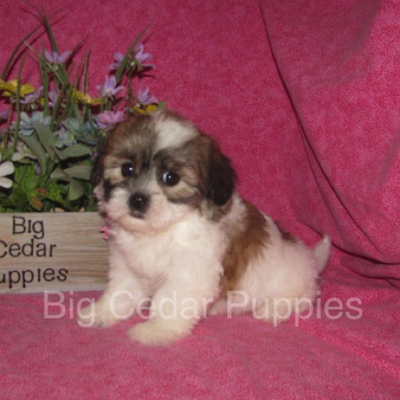 Ivy's #7  Female  
Sold to Curt & Melissa