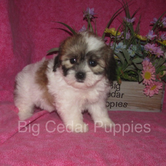 Ivy's #7  Female  
Sold to Curt & Melissa