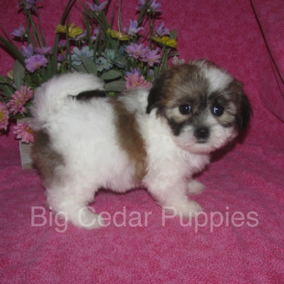 Ivy's #7  Female  
Sold to Curt & Melissa