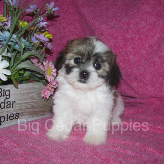 Ivy's #7  Female  
Sold to Curt & Melissa