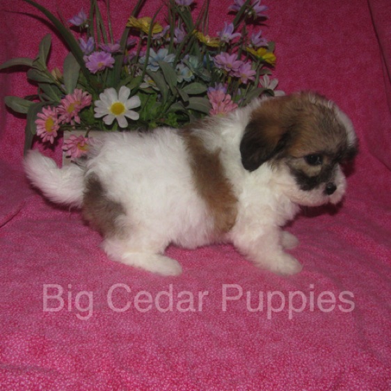 Ivy's #7  Female  
Sold to Curt & Melissa