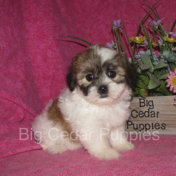Ivy's #7  Female  
Sold to Curt & Melissa