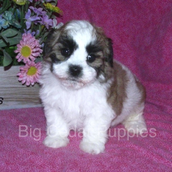 Sparkle's #3  Female 
"Bella"   
Sold to Janet