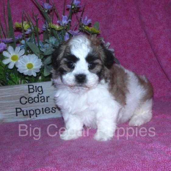 Sparkle's #3  Female 
"Bella"   
Sold to Janet