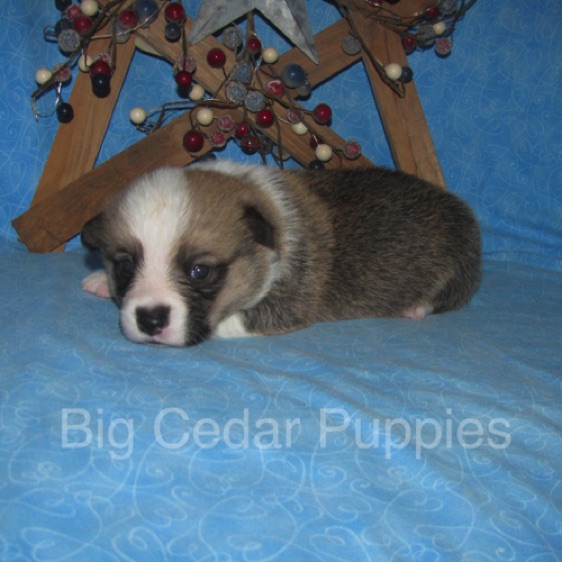 Lucy's #1  Male
"Leon"
Sold to Bart & Linda