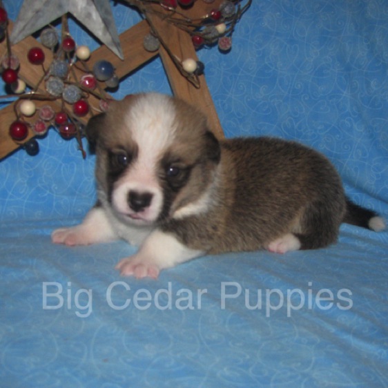 Lucy's #1  Male
"Leon"
Sold to Bart & Linda