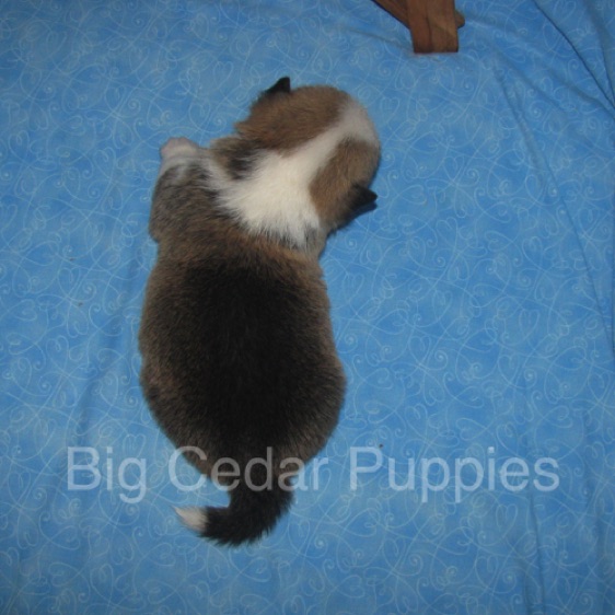 Lucy's #1  Male
"Leon"
Sold to Bart & Linda