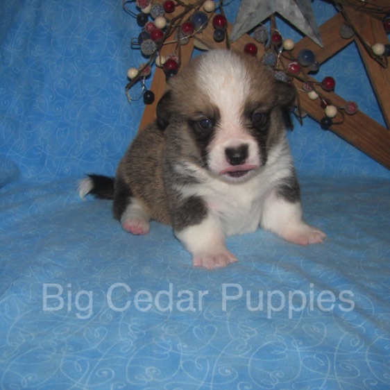 Lucy's #1  Male
"Leon"
Sold to Bart & Linda