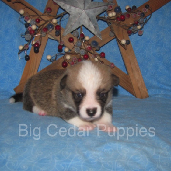 Lucy's #1  Male
"Leon"
Sold to Bart & Linda