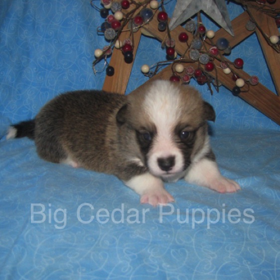 Lucy's #1  Male
"Leon"
Sold to Bart & Linda