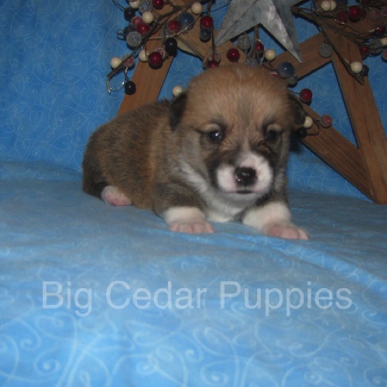 Lucy's #4  Male