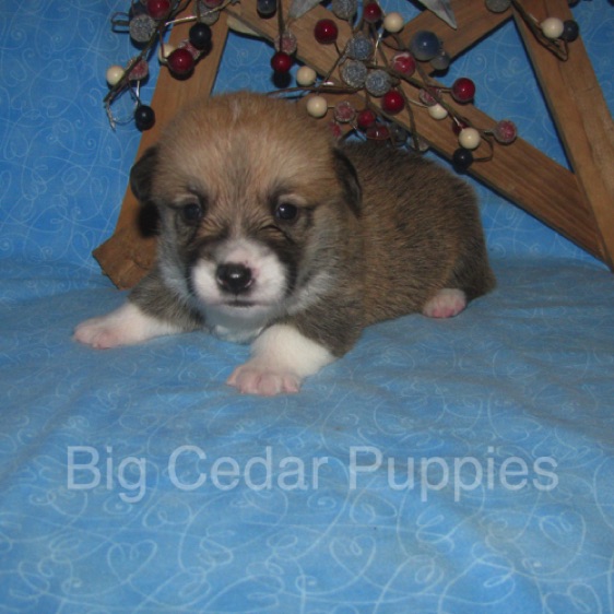 Lucy's #4  Male
