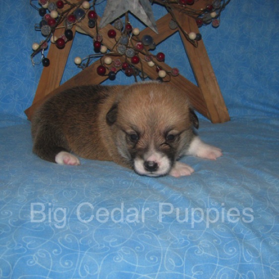 Lucy's #4  Male