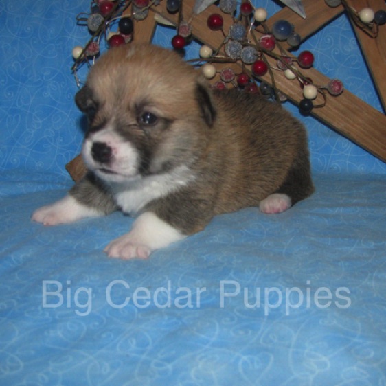 Lucy's #4  Male