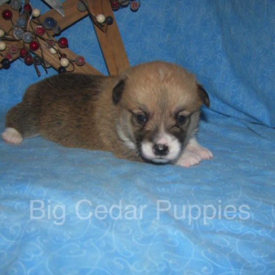 Lucy's #4  Male