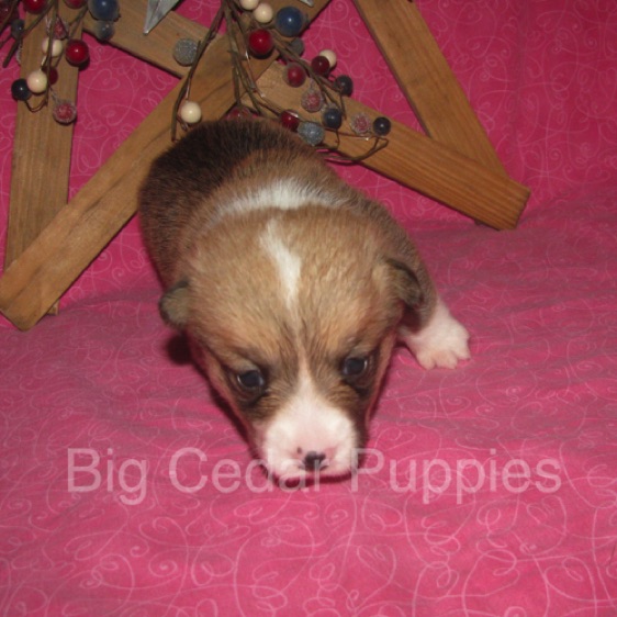 Lucy's #7  Female