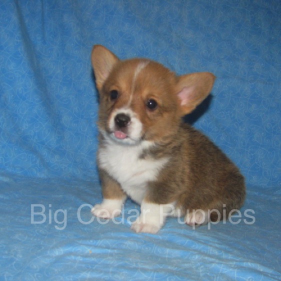 Pepper's #3   Male 
Sold to Allison