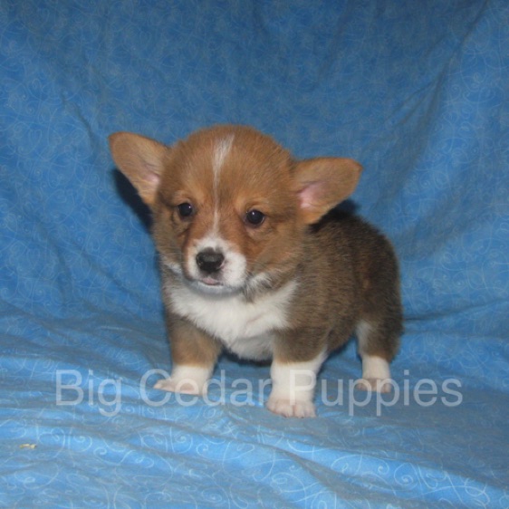 Pepper's #3   Male 
Sold to Allison