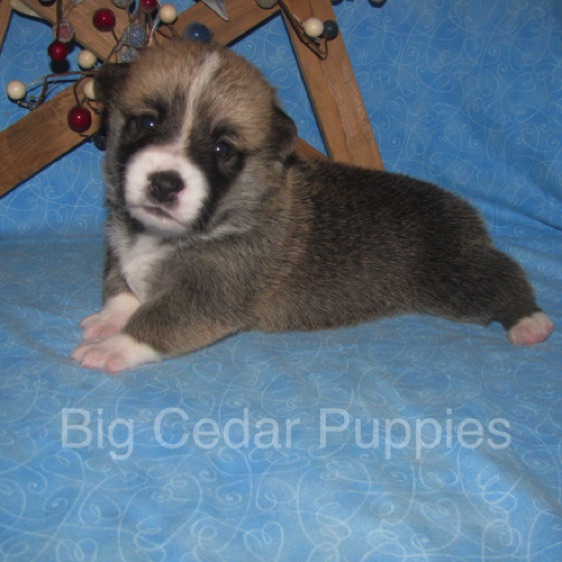Lucy's #2  Male
Sold to Christine