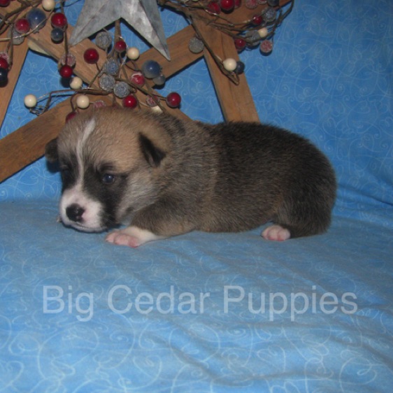 Lucy's #2  Male
Sold to Christine