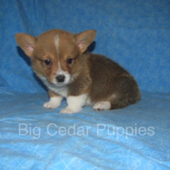 Pepper's #3   Male 
Sold to Allison