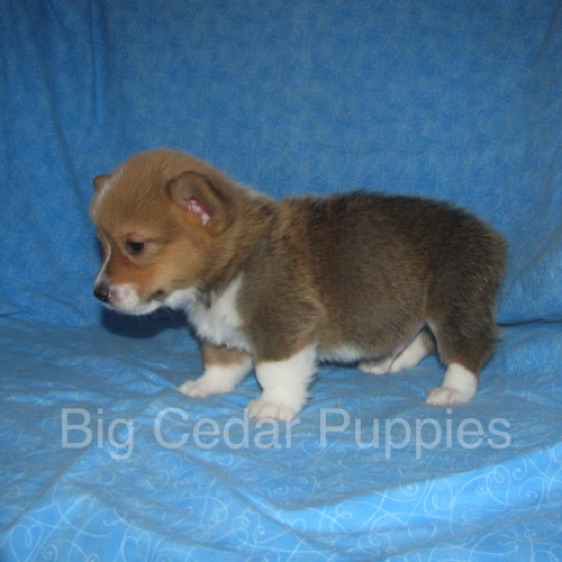 Pepper's #3   Male 
Sold to Allison