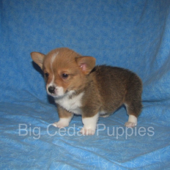 Pepper's #3   Male 
Sold to Allison
