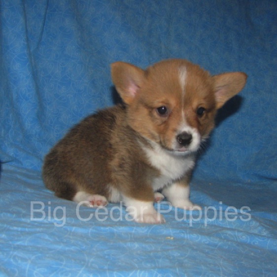 Pepper's #3   Male 
Sold to Allison