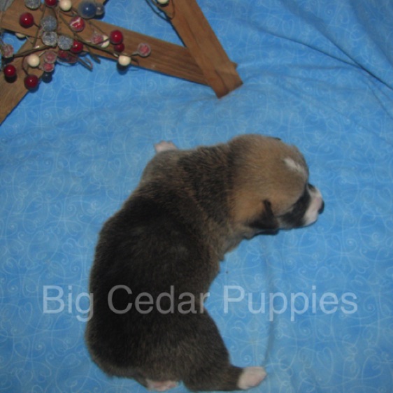 Lucy's #2  Male
Sold to Christine