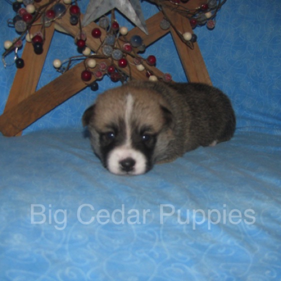 Lucy's #2  Male
Sold to Christine