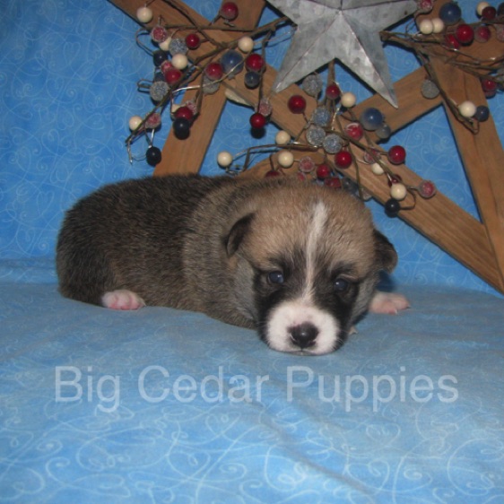 Lucy's #2  Male
Sold to Christine