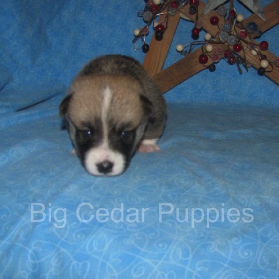 Lucy's #2  Male
Sold to Christine