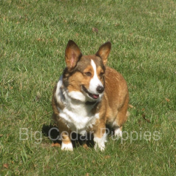 Rose - Sable Female