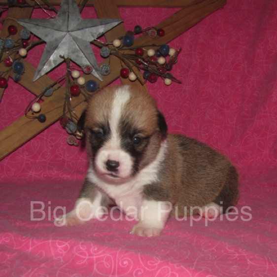 Lucy's #5  Female