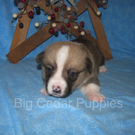 Lucy's #3  Male
Sold to Ben