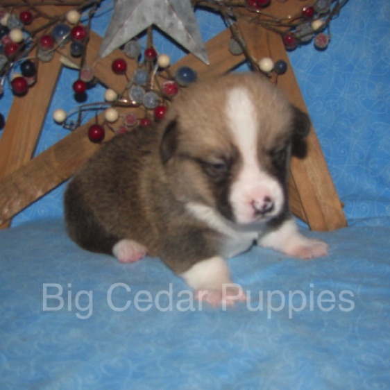 Lucy's #3  Male
Sold to Ben