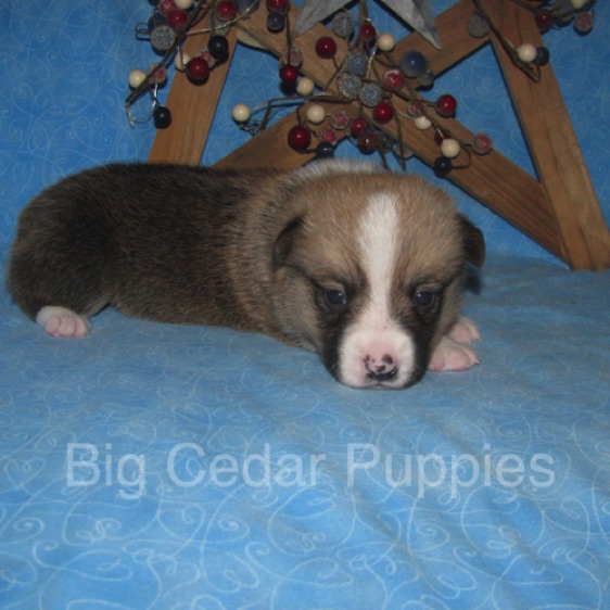 Lucy's #3  Male
Sold to Ben