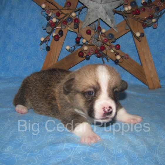 Lucy's #3  Male
Sold to Ben