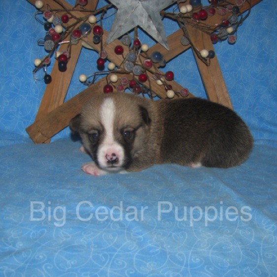 Lucy's #3  Male
Sold to Ben