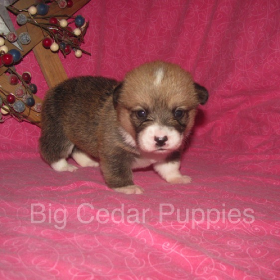 Lucy's #6  Female
Sold to Ranjit