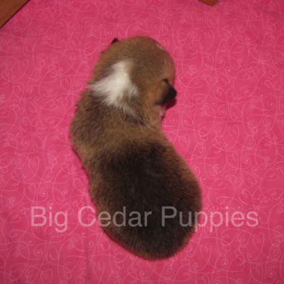 Lucy's #6  Female
Sold to Ranjit