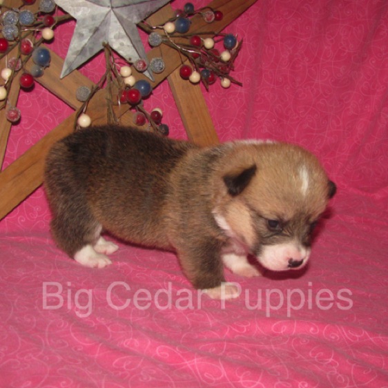 Lucy's #6  Female
Sold to Ranjit