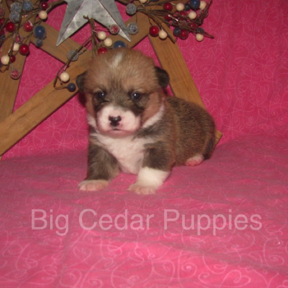 Lucy's #6  Female
Sold to Ranjit