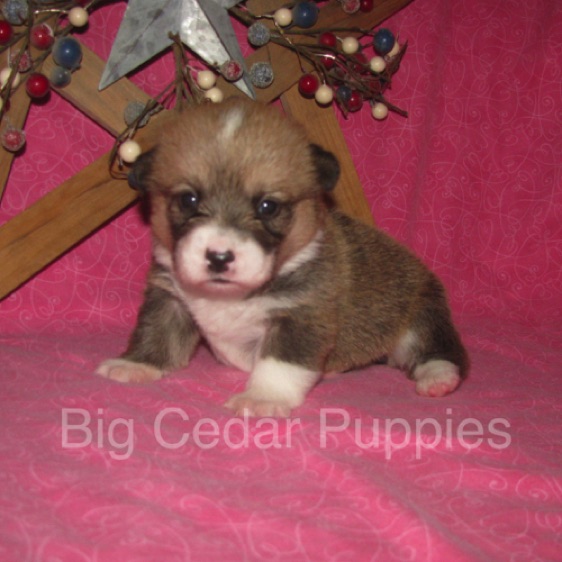 Lucy's #6  Female
Sold to Ranjit